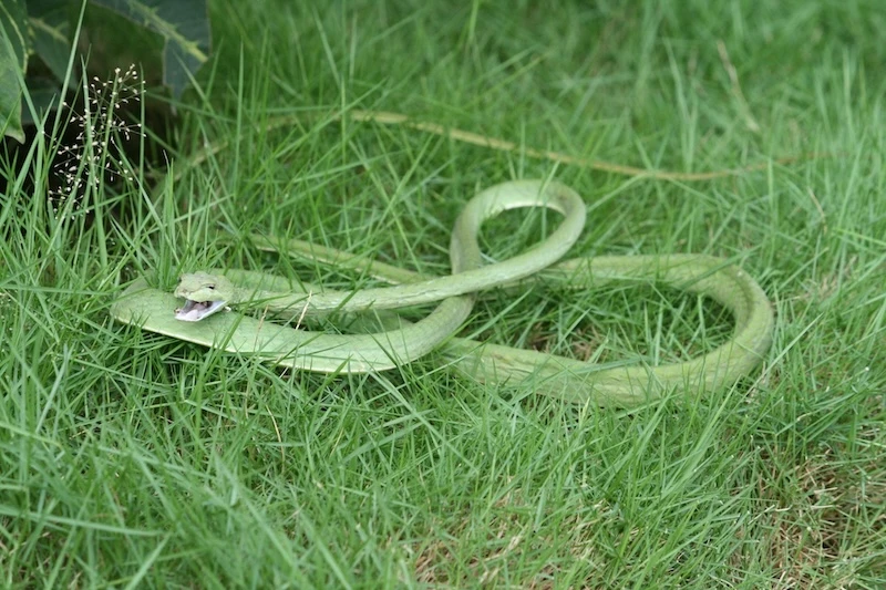 Dreaming of a snake biting Snake outdoors