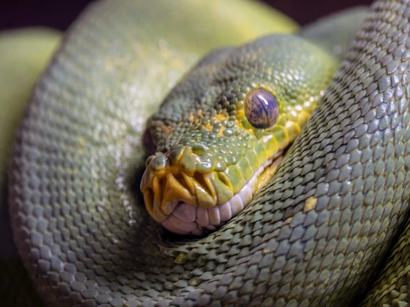 Dreaming of a Green Snake 7