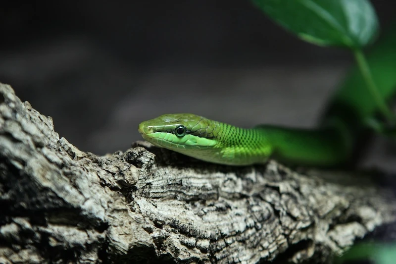 Dreaming of a Green Snake