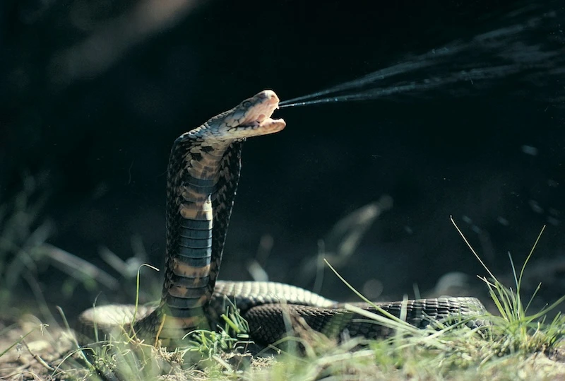 Dreams about a King Cobra snake