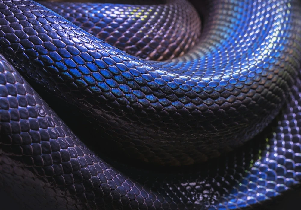 dreaming about a blue snake