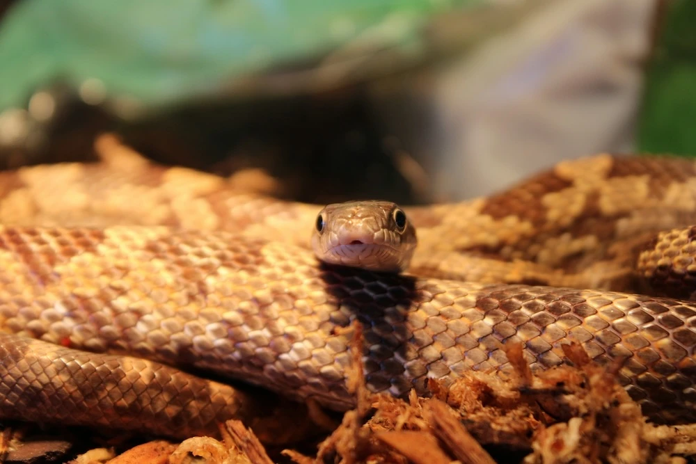 dream about a snake looking at you