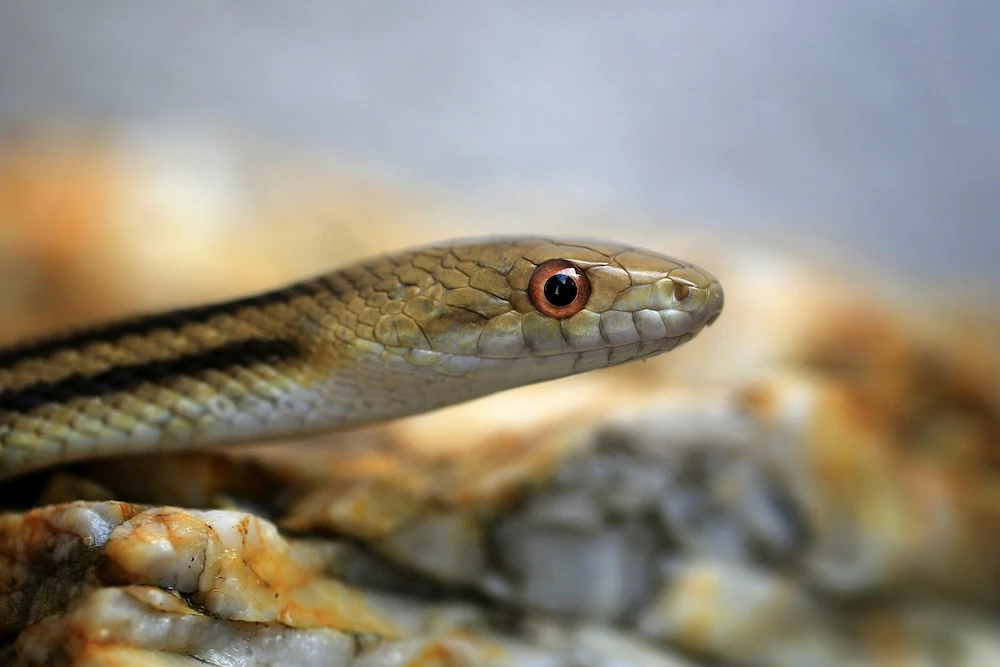 dreams about a friendly tiny snake
