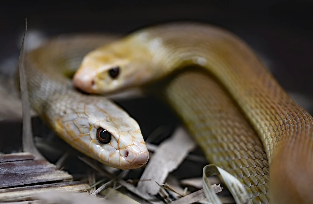 dreams about two snakes