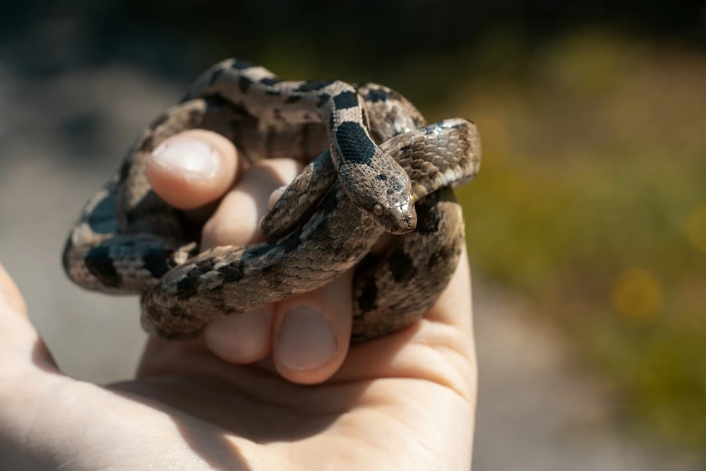 handing holding snake before he is bitten by it