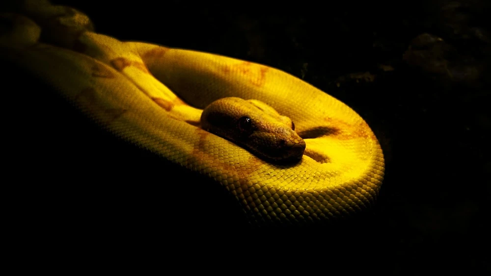 mysterious dark snake waiting in the shadows. Dreams about a snake biting you