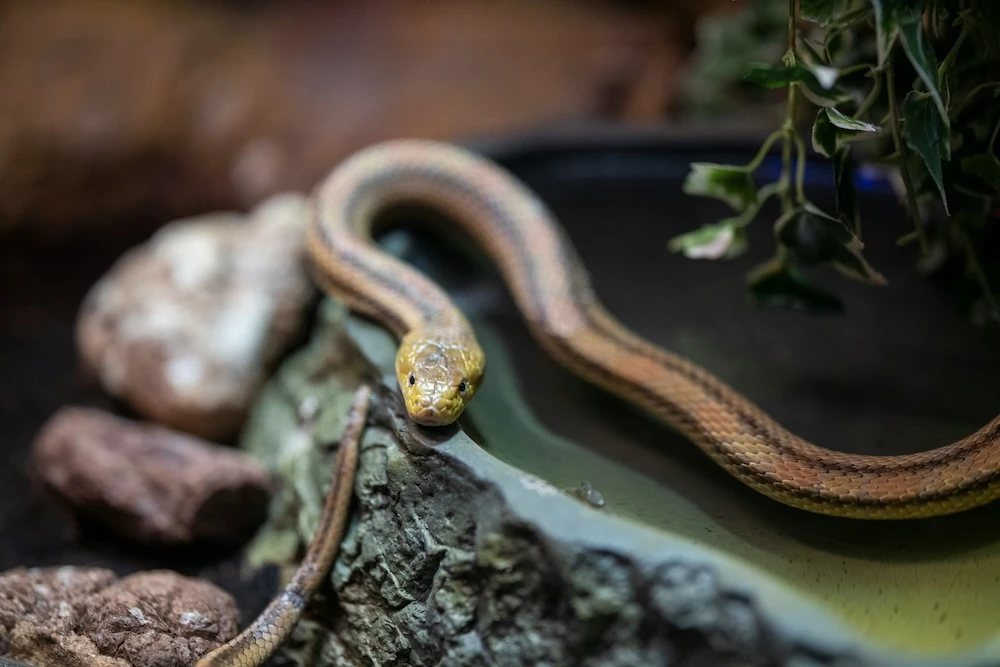 dreaming about having a pet snake