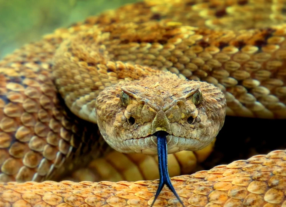 dreams about a rattlesnake