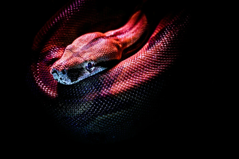 red boa constrictor snake