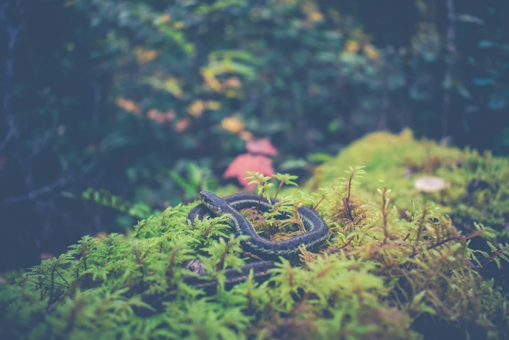 snake in the forest