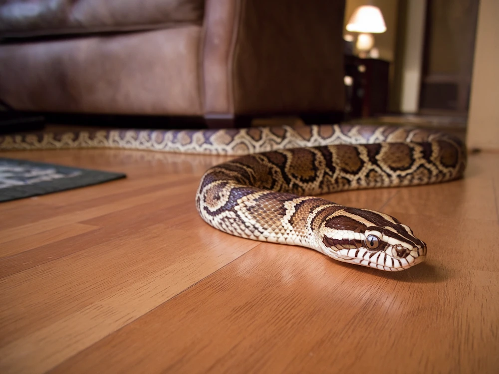 dream of a snake chasing you in the house