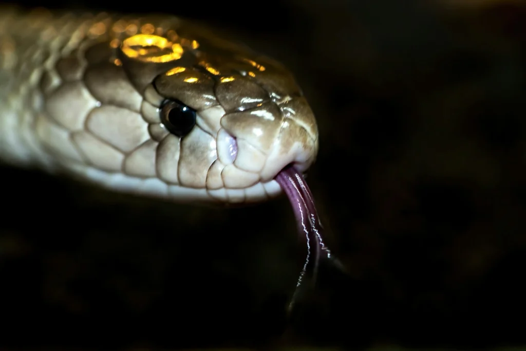 snake photo with dark background