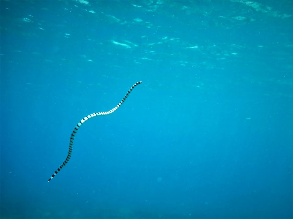 snake swimming in the water