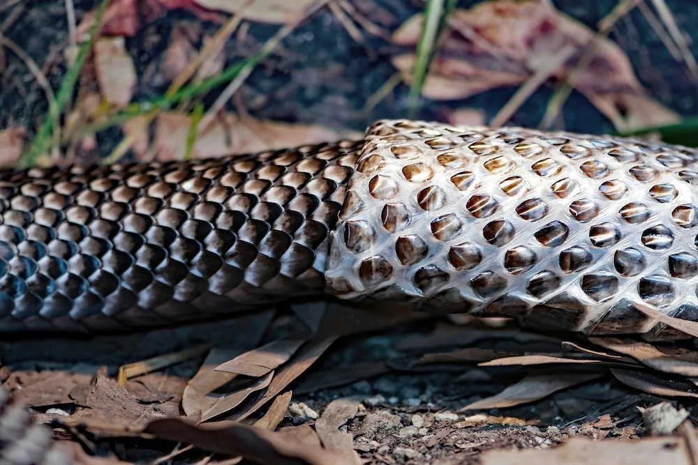 tiger snake shedding skin