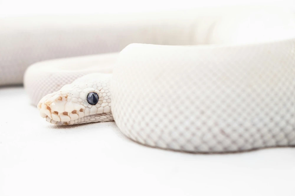 white snake in your dreams