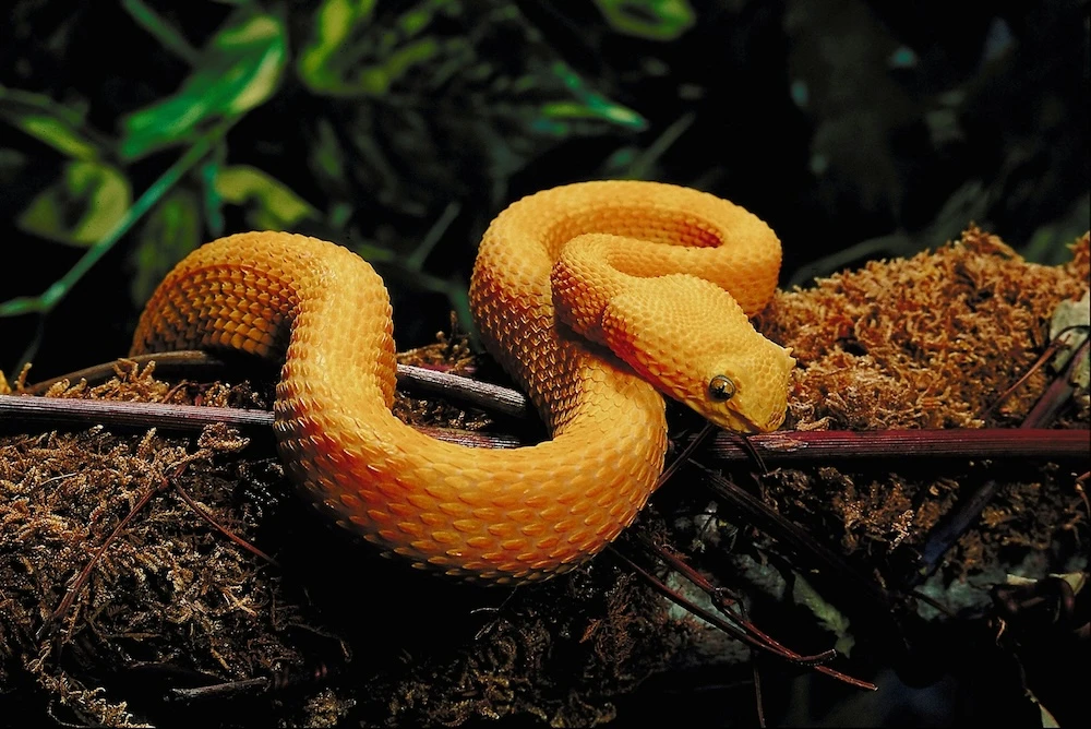dreaming about a yellow rattlesnake