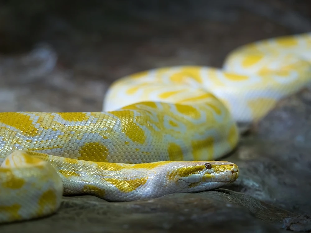 Albino Burmese Python snake dream