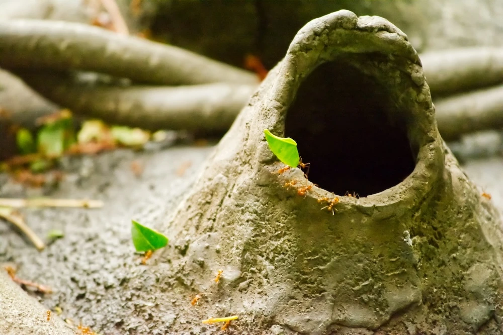 ant hill