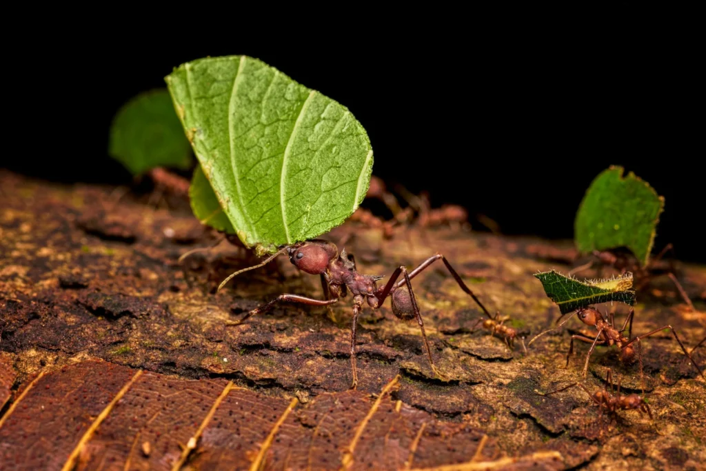dreaming abouts ants carrying leaves and working as a team