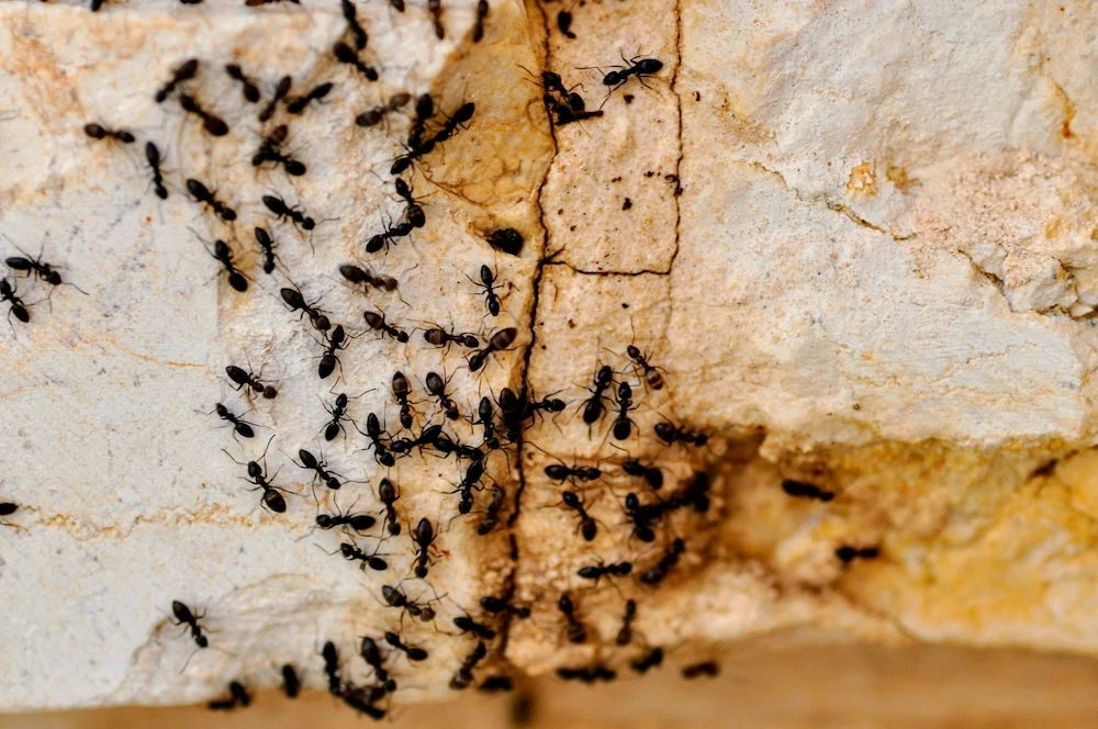ants climbing all over a wall