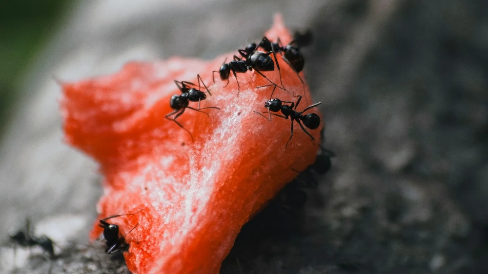 ants eating watermelon