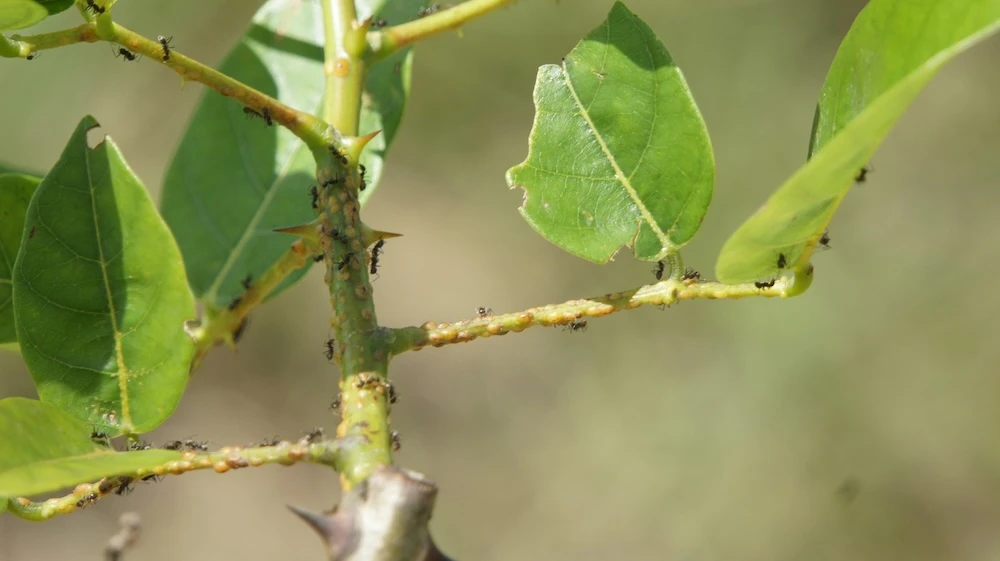 ants on a plant working together 2
