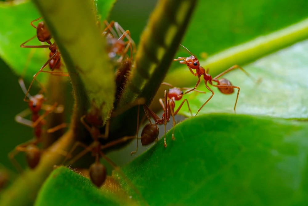 ants on a plant working together