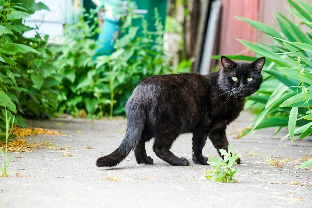 black cat crossing my path