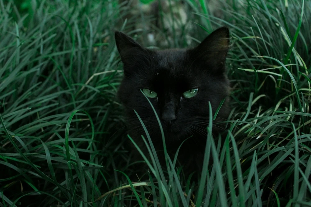 black cat hiding in grass
