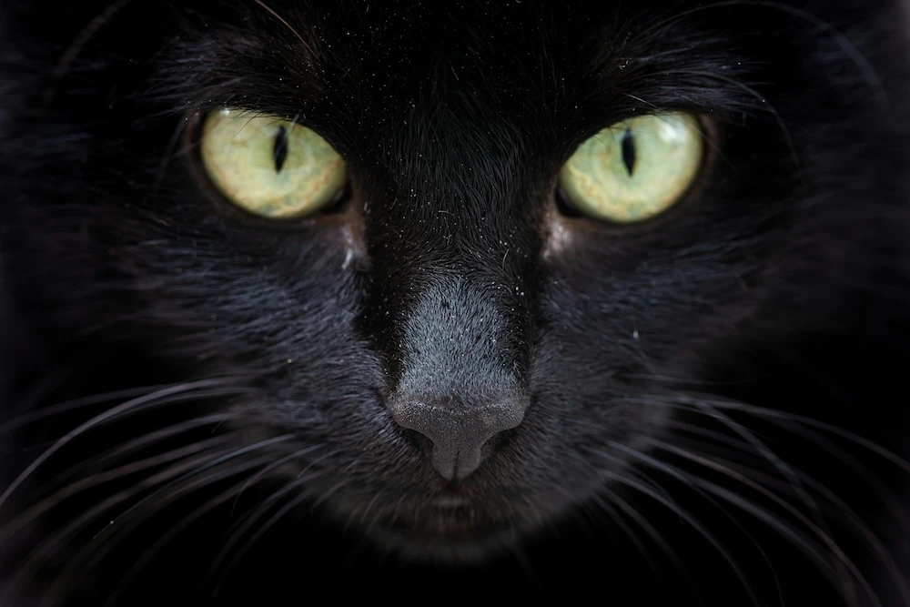 black cat staring straight ahead with stunning bright eyes
