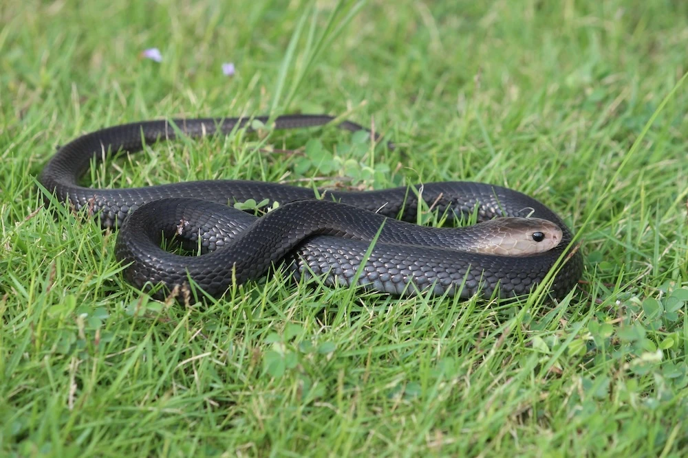 black snake on grass