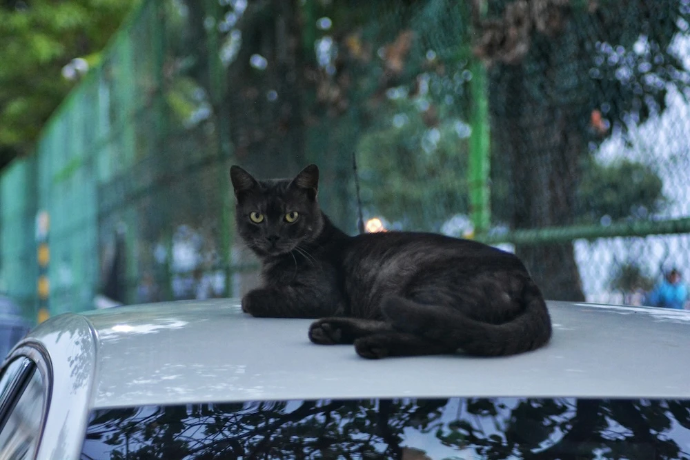cheeky black cat on car roof dream