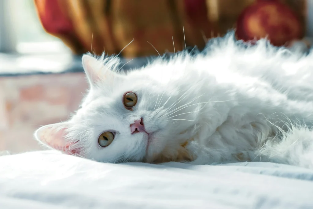 chilling fluffy white cat dream