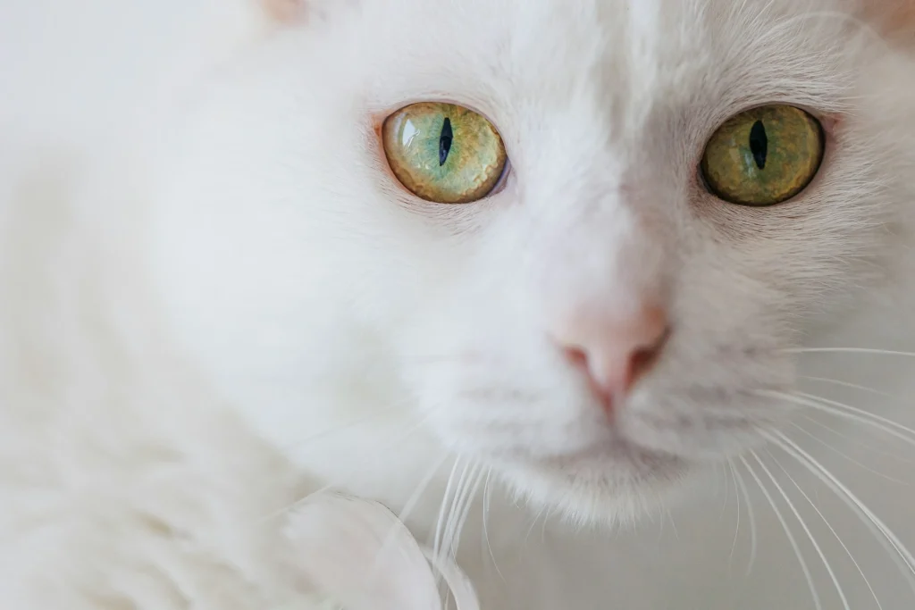 close up white cat