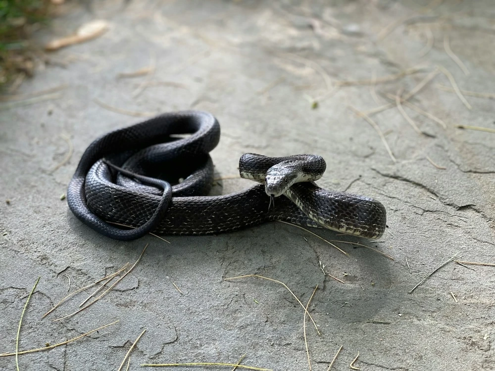 coiled black snake on ground