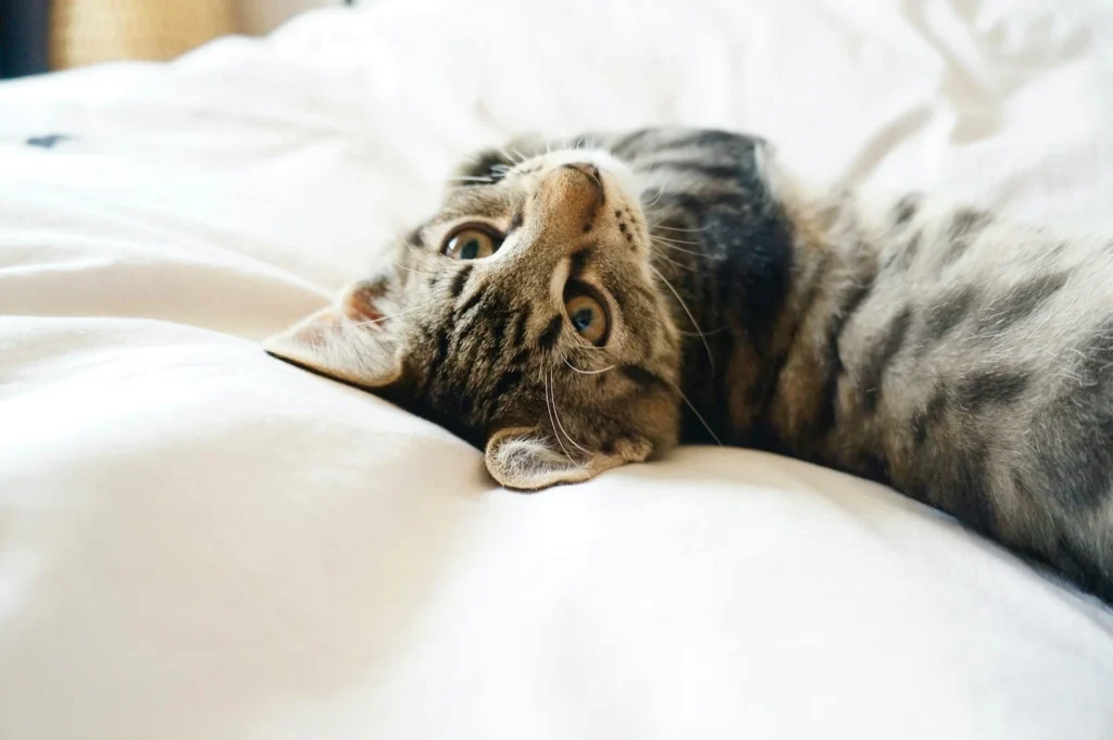 cute cat on bed looking up