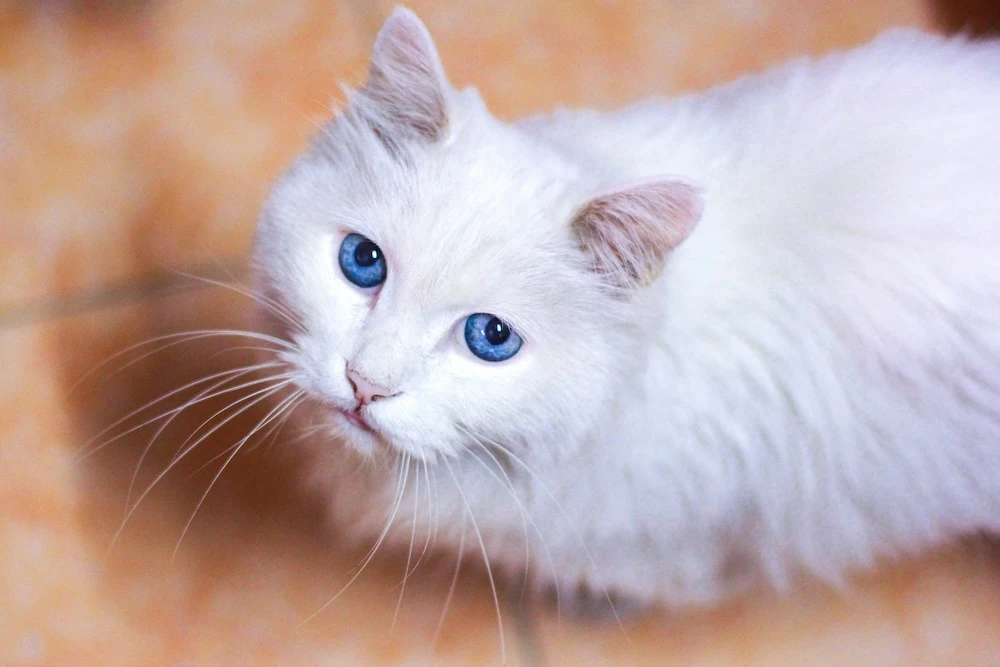 cute fluffy white cat dream