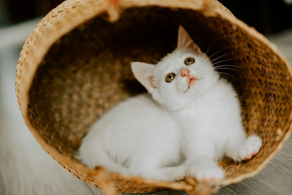 cute white cat in a basket dream