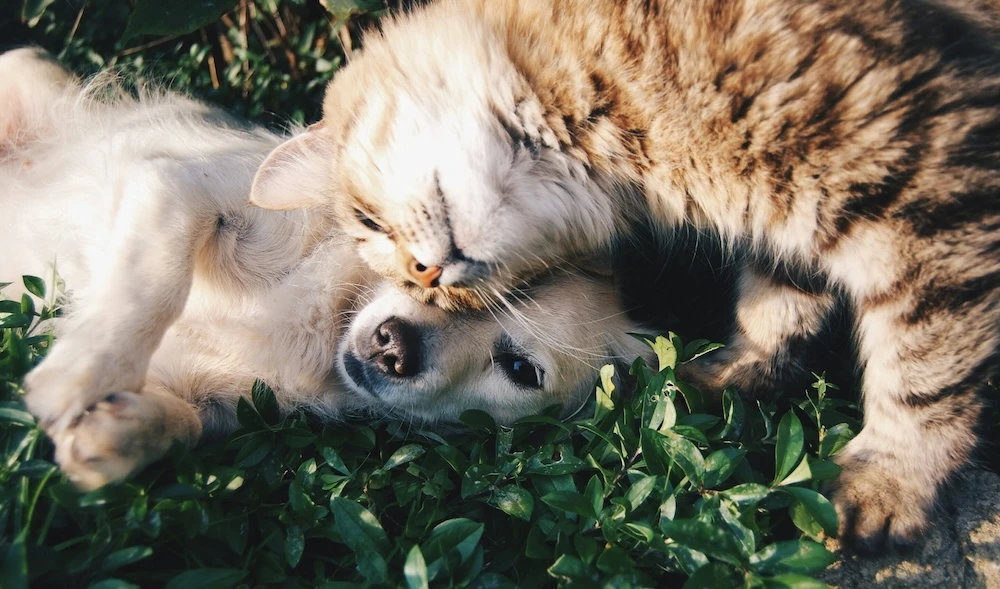 dream of a cat and dog together