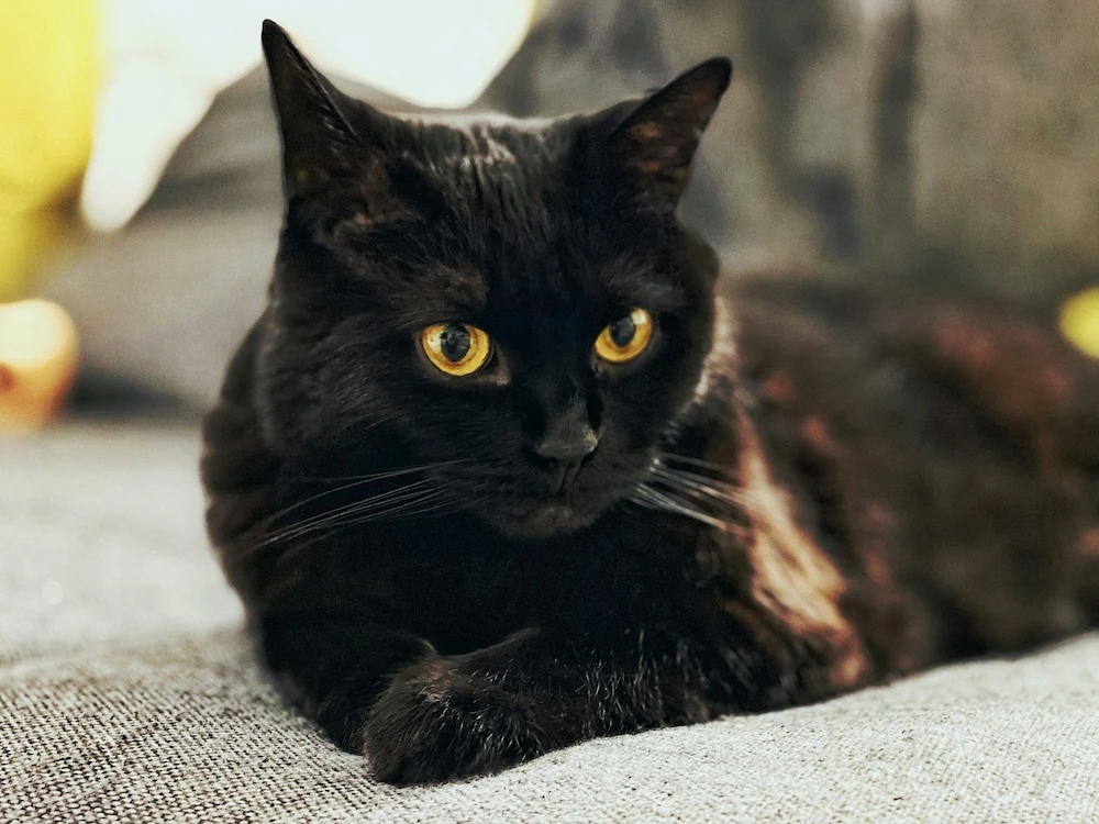 dreaming of a black cat laying outside