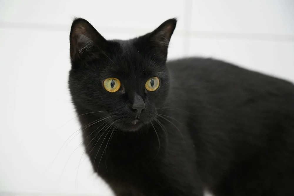dreaming of a black cat