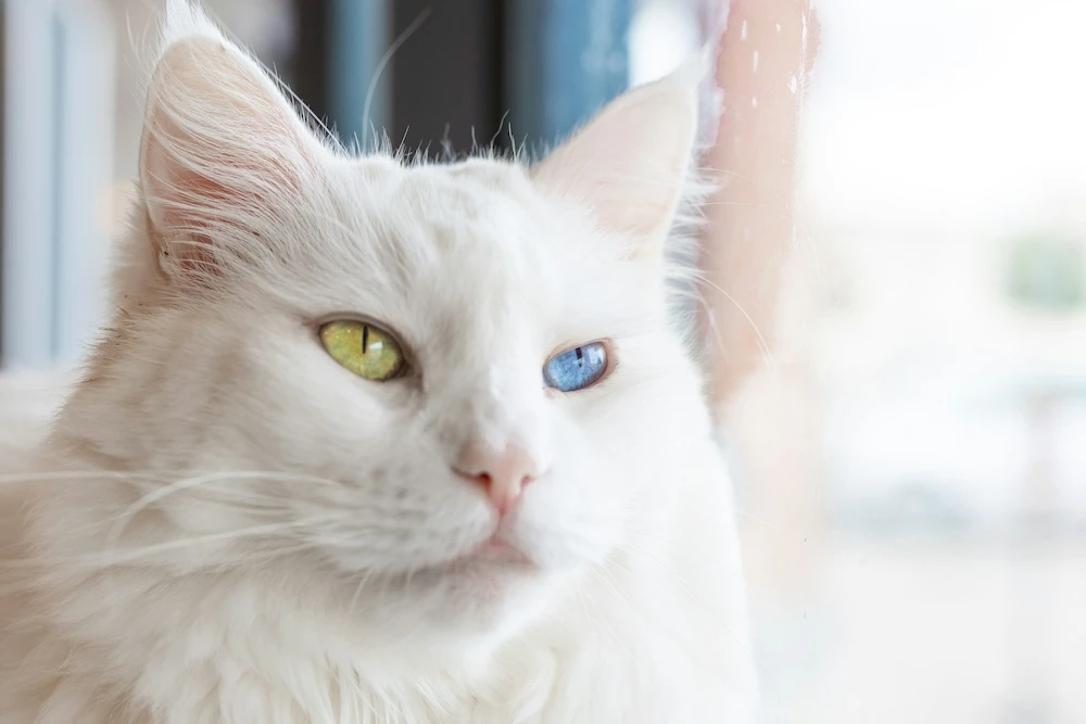 green and blue eyed white cat dream
