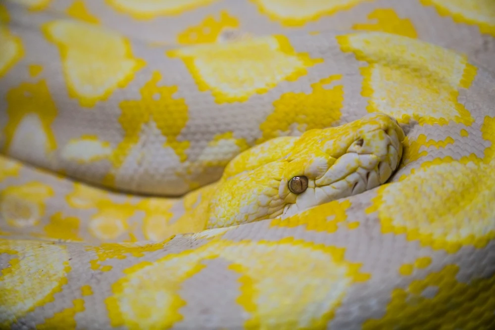 yellow snake dream