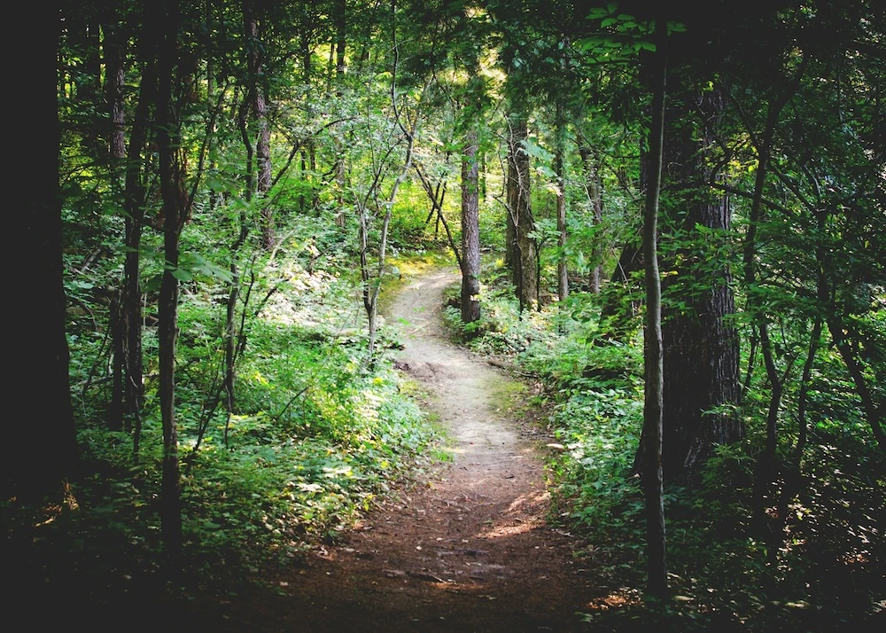 path going through the forest