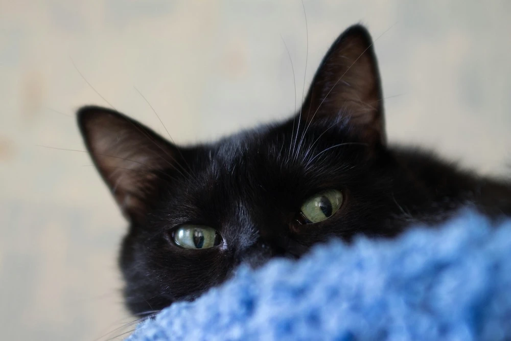 peek a boo black cat dream