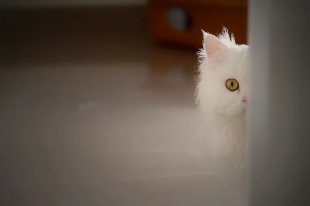 peek a boo white cat