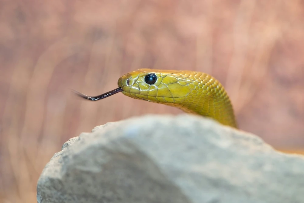 dreaming of a yellow snake