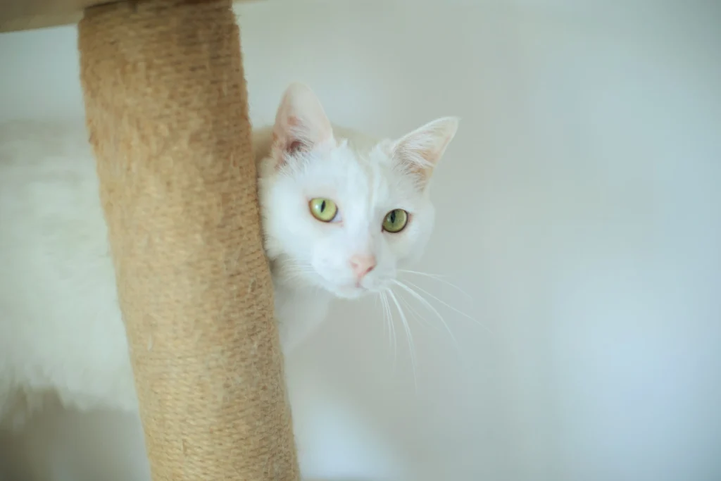 playful looking white dream