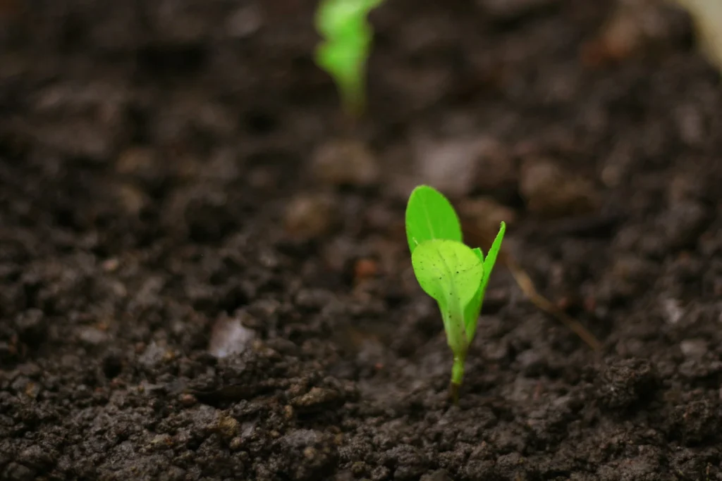 snake dream suggesting new life. New bud growing through the earth