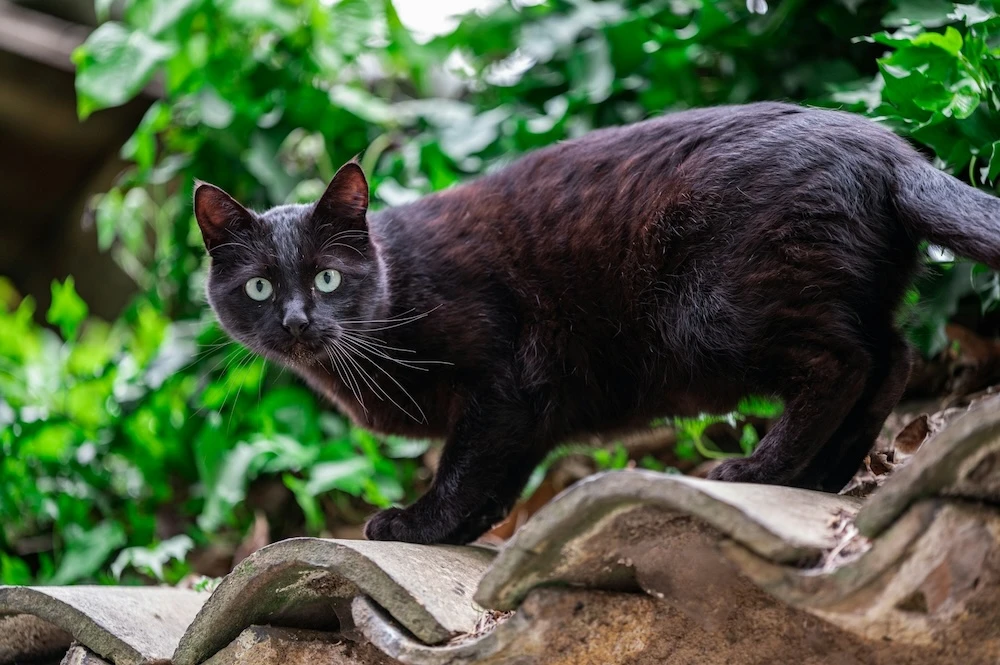 slinkly black cat on roof dream